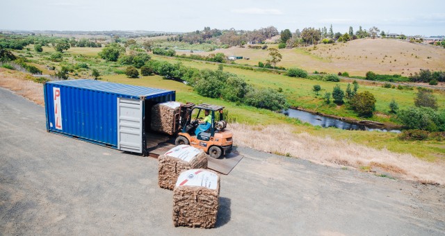 Sheep and lamb skins