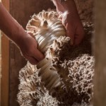 Merino Sheepskins (1)